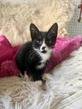 Macchiato -  Domestic Medium Hair Cat for Adoption in Jefferson, Louisiana - Macchiato | PetCurious