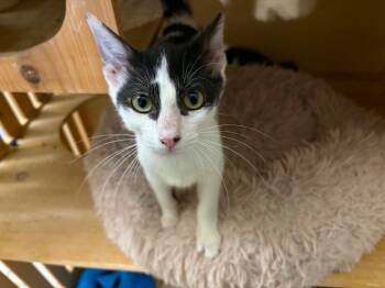 Barley -  Domestic Short Hair Cat for Adoption in Warrenville, South Carolina - Barley | PetCurious