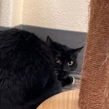 Domestic Short Hair Cats Available for Adoption - Pickles | PetCurious
