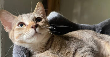 Rescue Domestic Short Hair Cats for Adoption in Newnan, Georgia - Clarisse | PetCurious