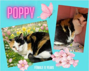 Domestic Short Hair Cats Available for Adoption in Blountville, Tennessee - Poppy | PetCurious