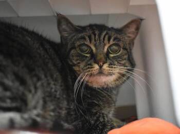 Roo -  Domestic Short Hair Cat for Adoption in Portland, Oregon - Roo | PetCurious