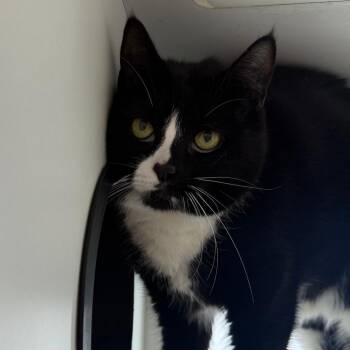 Luna -  Domestic Short Hair Cat for Adoption in Branford, Connecticut - Luna | PetCurious