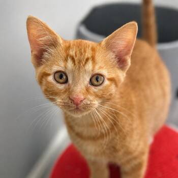 Firecracker -  Domestic Short Hair Cat for Adoption in Pontiac, Michigan - Firecracker | PetCurious