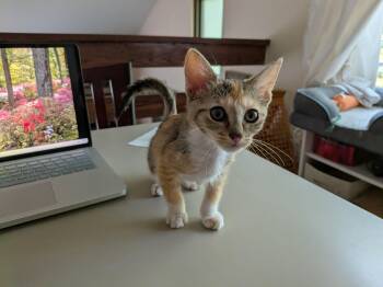 Tinkerbell in foster care -  Domestic Short Hair Cat for Adoption in Ellicott City, Maryland - Tinkerbell In Foster Care | PetCurious