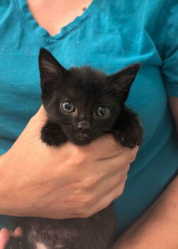 Rescue Domestic Short Hair Cats for Adoption in Camden, South Carolina - Purretha Franklin (Available For Pre-adoption) | PetCurious