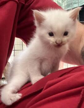 Donald -  Domestic Medium Hair Cat for Adoption in Little Rock, Arkansas - Donald | PetCurious