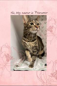 Primrose URGENT PLACMENT BUSINESS CLOSING -  American Shorthair Cat for Adoption in Glendale, Arizona - Primrose URGENT PLACMENT BUSINESS CLOSING | PetCurious