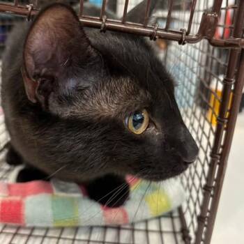 Apollo -  Domestic Short Hair Cat for Adoption in Des Moines, Iowa - Apollo | PetCurious