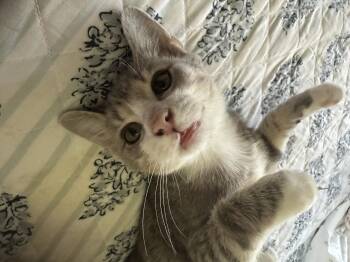 Presley -  Domestic Short Hair Cat for Adoption in Greenwood, Indiana - Presley | PetCurious