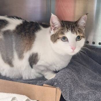 Rescue Domestic Short Hair Cats for Adoption in Kansas City, Missouri - Nuna | PetCurious