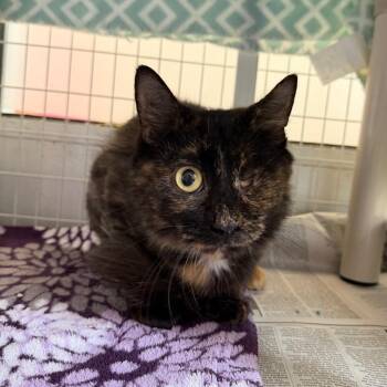 Kirara -  Domestic Short Hair Cat for Adoption in Chicago, Illinois - Kirara | PetCurious