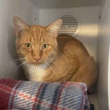 Garfield -  Domestic Short Hair Cat for Adoption in Prescott, Arizona - Garfield | PetCurious