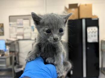 Domestic Short Hair Cats Available for Adoption in Thousand Palms, California - A1908830 | PetCurious