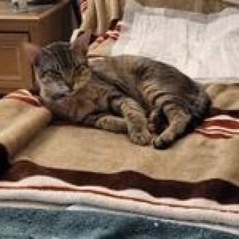 Domestic Short Hair Cats Available for Adoption in Liverpool, Texas - Gaspar | PetCurious