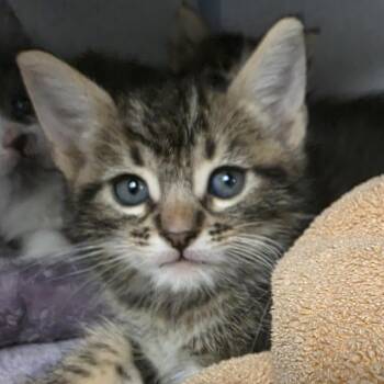 Woody -  Domestic Short Hair Cat for Adoption in Goleta, California - Woody | PetCurious