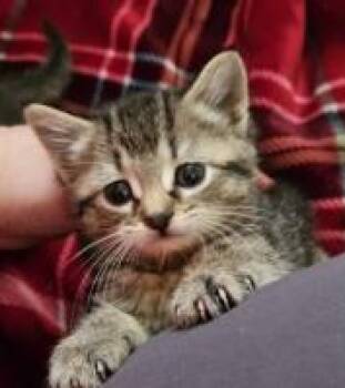 Galactus -  Domestic Short Hair Cat for Adoption in Chesapeake Beach, Maryland - Galactus | PetCurious