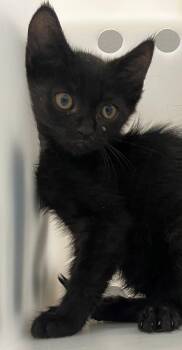 Waffles -  Domestic Short Hair Cat for Adoption - Waffles | PetCurious