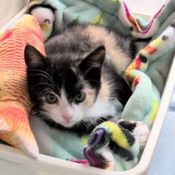 Pepper Jack -  Domestic Short Hair Cat for Adoption in Reno, Nevada - Pepper Jack | PetCurious