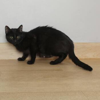 Bell C69224 -  Domestic Short Hair Cat for Adoption in Minnetonka, Minnesota - Bell C69224 | PetCurious