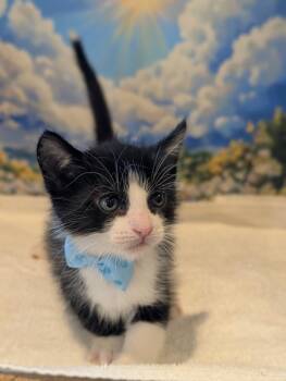 Domestic Short Hair Cats Available for Adoption in Fremont, California - Figaro | PetCurious