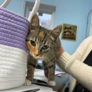 Rescue Domestic Short Hair Cats for Adoption in Franklin, North Carolina - Chestnut | PetCurious