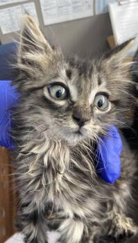 PERSEPHONE -  Domestic Long Hair Cat for Adoption in Dallas, Texas - PERSEPHONE | PetCurious