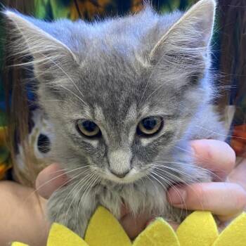 Neville -  Domestic Medium Hair Cat for Adoption in Sonoma, California - Neville | PetCurious
