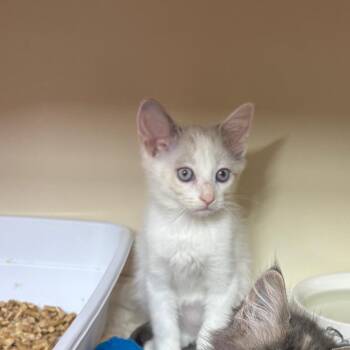 Dragonfly -  Domestic Short Hair Cat for Adoption in Hinesville, Georgia - Dragonfly | PetCurious