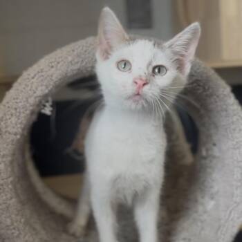 Oren -  Domestic Short Hair Cat for Adoption in Independence, Kansas - Oren | PetCurious