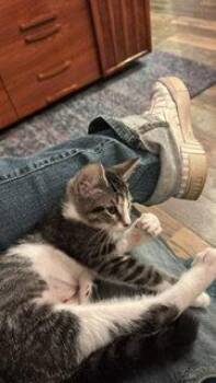 Gretl -  Domestic Short Hair Cat for Adoption in Wheaton, Illinois - Gretl | PetCurious