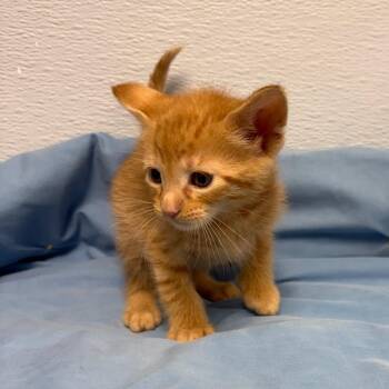 Weasley -  Domestic Long Hair Cat for Adoption in Crookston, Minnesota - Weasley | PetCurious