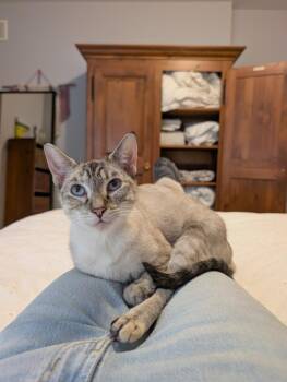 Lynxie bonded with Elsa -  Siamese Cat for Adoption in Hamilton, Ontario - Lynxie Bonded With Elsa | PetCurious