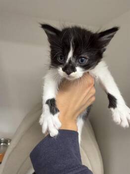 Domestic Short Hair Cats Available for Adoption in Ontario, California - NEWTON - IN FOSTER | PetCurious