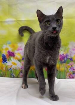 Dottie -  Domestic Short Hair Cat for Adoption in San Antonio, Texas - Dottie | PetCurious