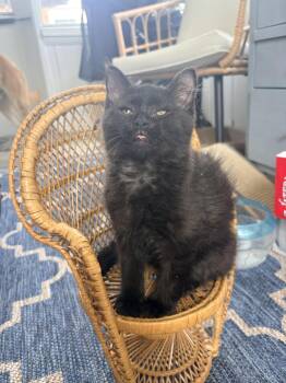 Fluff Monster -  Domestic Medium Hair Cat for Adoption in Walled Lake, Michigan - Fluff Monster | PetCurious