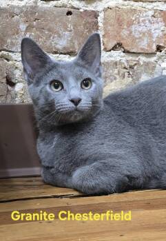 Rescue Russian Blue Cats for Adoption in Clarksville, Tennessee - Granite Chesterfield | PetCurious