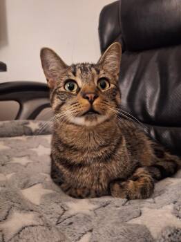 Crispin -  Domestic Short Hair Cat for Adoption in Chicago, Illinois - Crispin | PetCurious