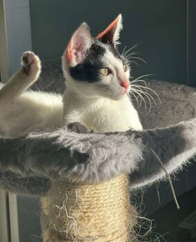Oliver -  Domestic Short Hair Cat for Adoption in North Babylon, New York - Oliver | PetCurious