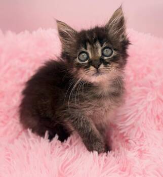 Tchoupitoulas -  Maine Coon Cat for Adoption in Covington, Louisiana - Tchoupitoulas | PetCurious