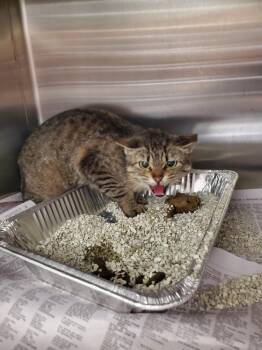 Domestic Short Hair Cats Available for Adoption - 2026-03-105 *Meme* | PetCurious