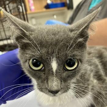 111843 -  Domestic Short Hair Cat for Adoption in Las Cruces, New Mexico - 111843 | PetCurious