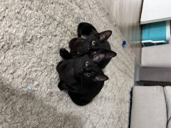 Domestic Short Hair Cats Available for Adoption in El Segundo, California - Winnie & Binx | PetCurious