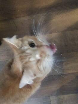 Hamlin -  Domestic Medium Hair Cat for Adoption in PORT WENTWRTH, Georgia - Hamlin | PetCurious