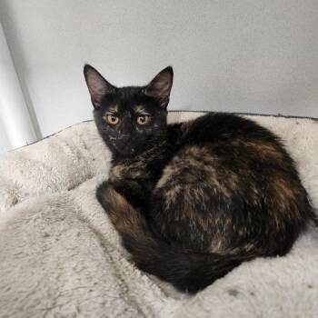 Ballerina -  Domestic Short Hair Cat for Adoption in Colorado Springs, Colorado - Ballerina | PetCurious