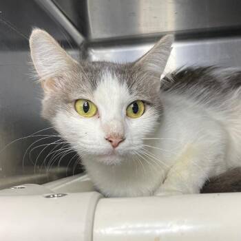 Chai -  Domestic Short Hair Cat for Adoption in Roanoke, Virginia - Chai | PetCurious