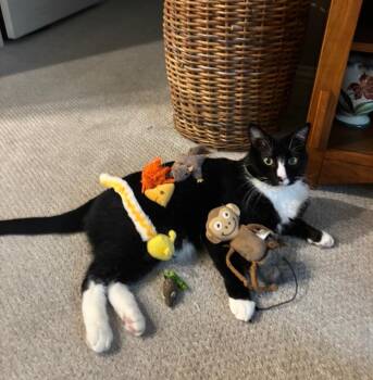 Trumpy -  Domestic Long Hair Cat for Adoption in Schertz, Texas - Trumpy | PetCurious