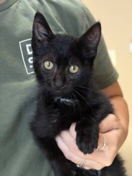 Liquorice -  Domestic Short Hair Cat for Adoption in Menomonie, Wisconsin - Liquorice | PetCurious