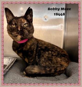 Domestic Short Hair and Tortoiseshell Cats Available for Adoption in Marietta, Georgia - BOBBY MAZE | PetCurious