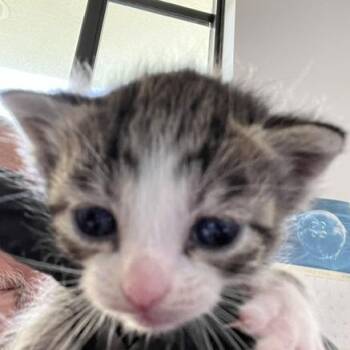 Victoria -  Domestic Short Hair Cat for Adoption in West Palm Beach, Florida - Victoria | PetCurious